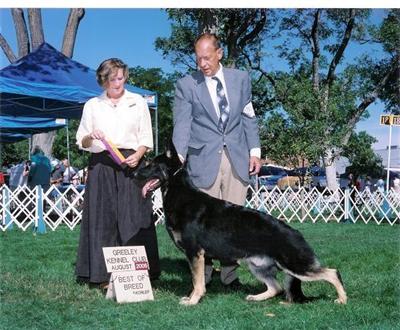 Puppies for show performance and companionship